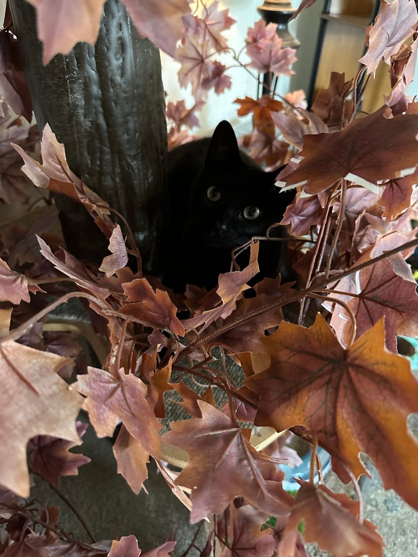Elune peeking out from among autumn leaves