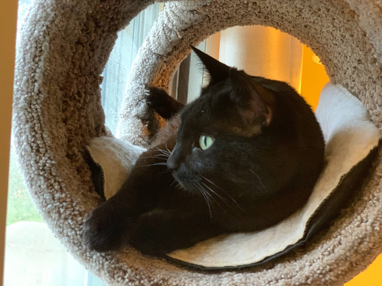 Elune loafing in a sunlit cat-tree pod
