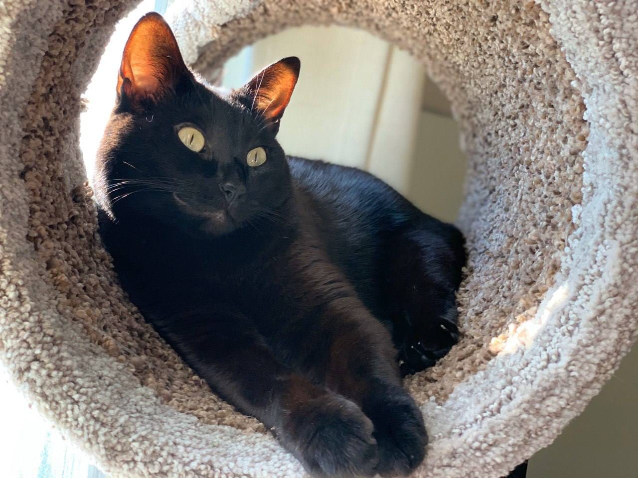 Elune resting in a carpeted cat-tree tunnel