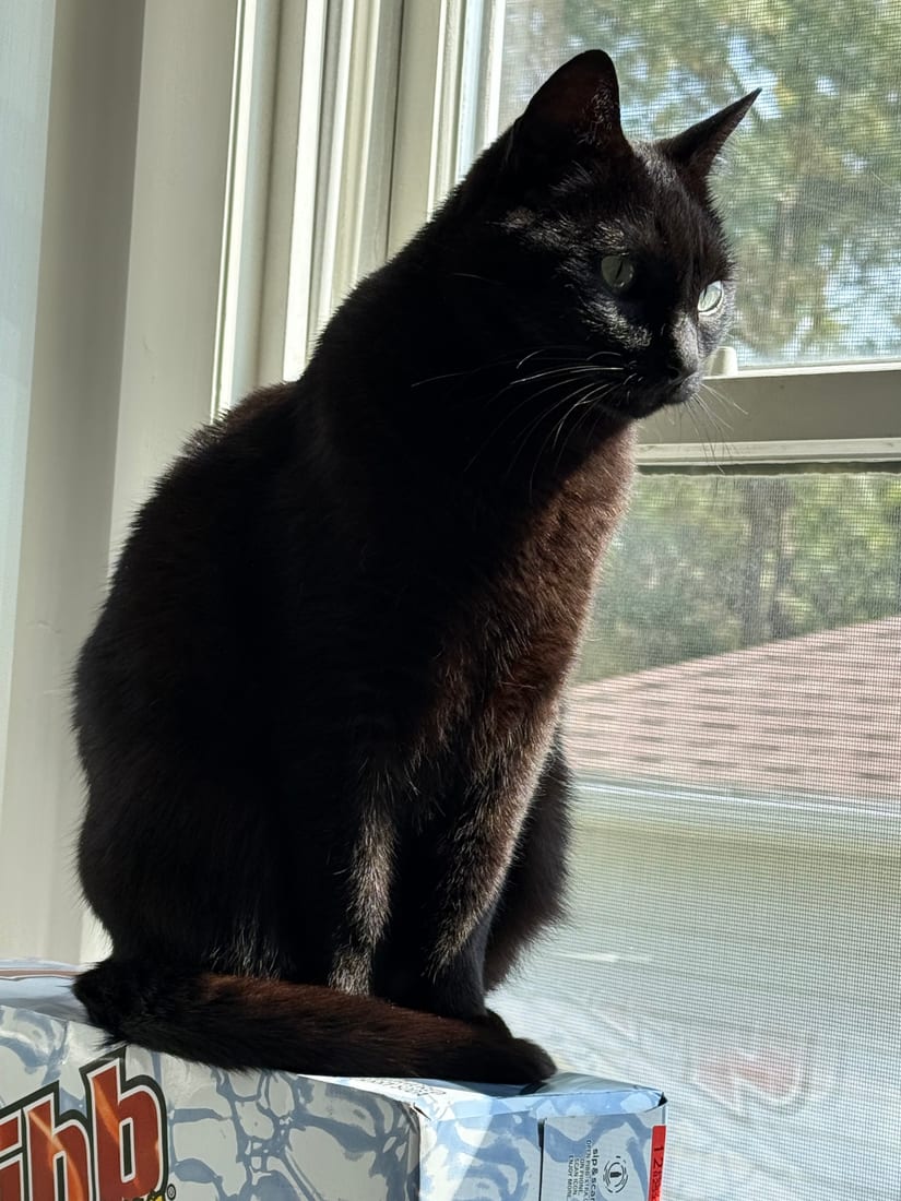Elune perched on a windowsill, gazing outside