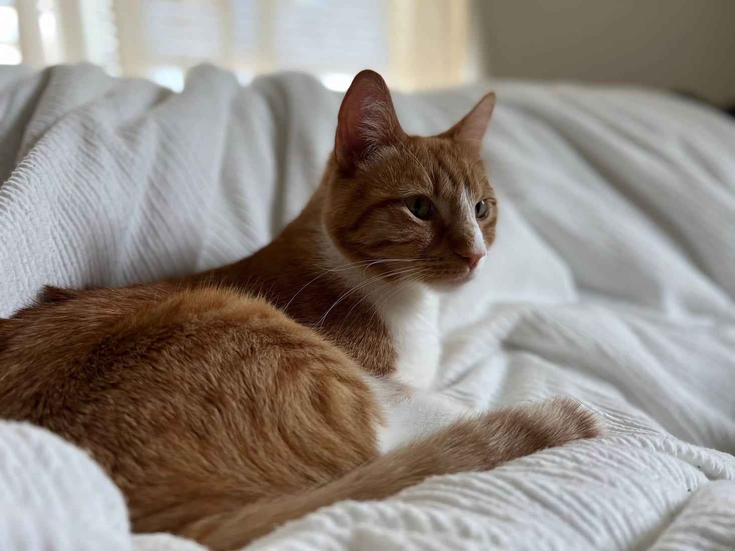 Iggy curled on a white bed in soft window light