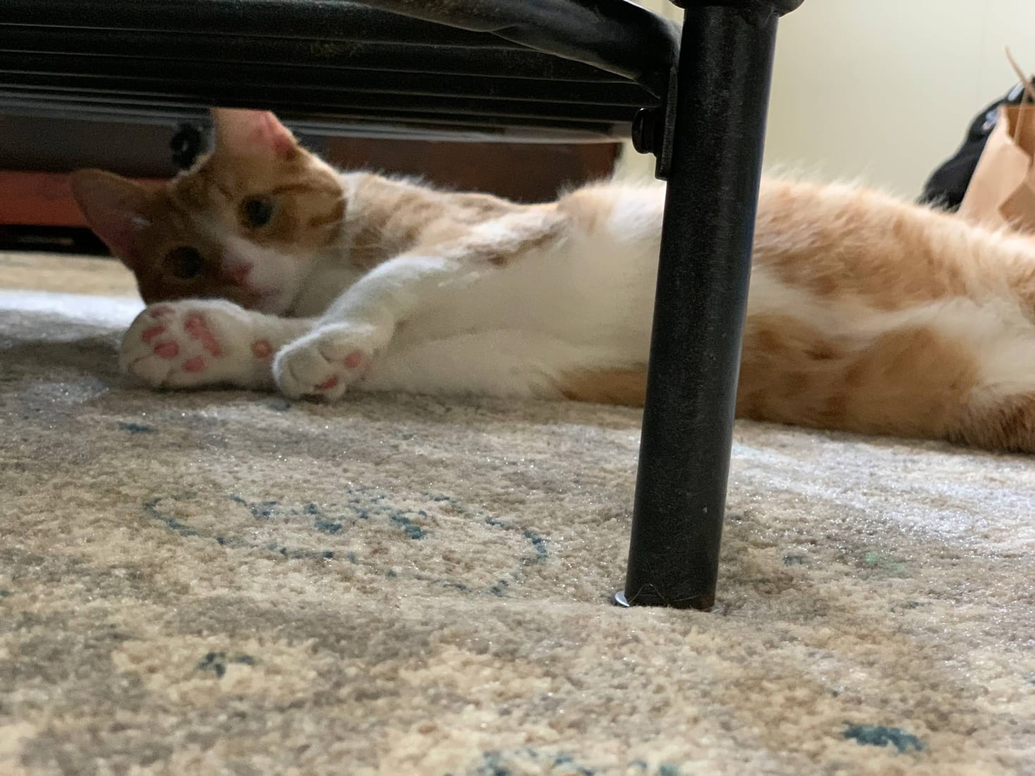 Iggy stretched out and playful under a chair, paw beans showing