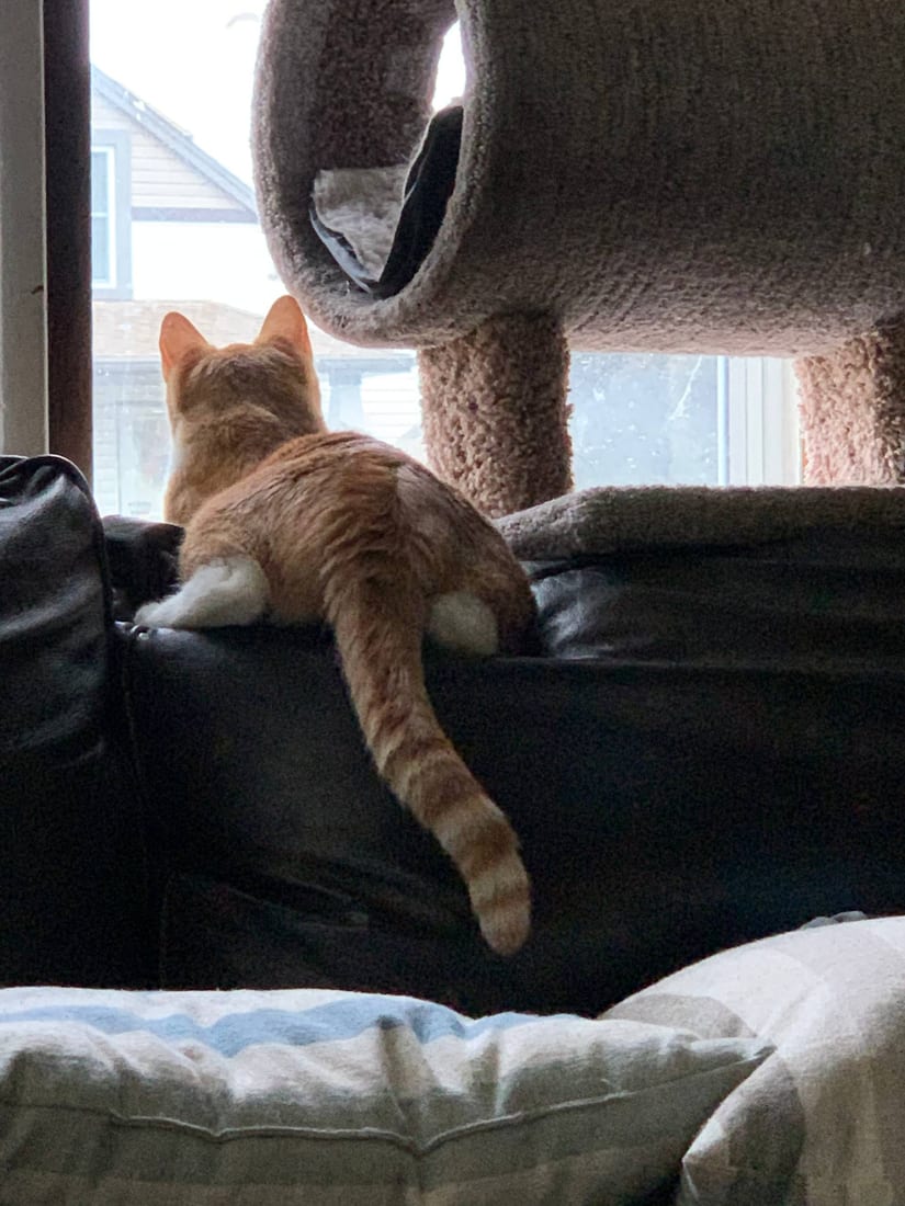 Iggy seen from behind, watching out the window