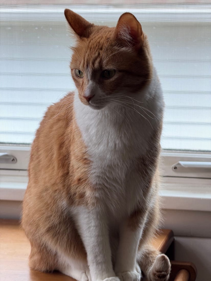 Iggy sitting on a windowsill, looking off to the side