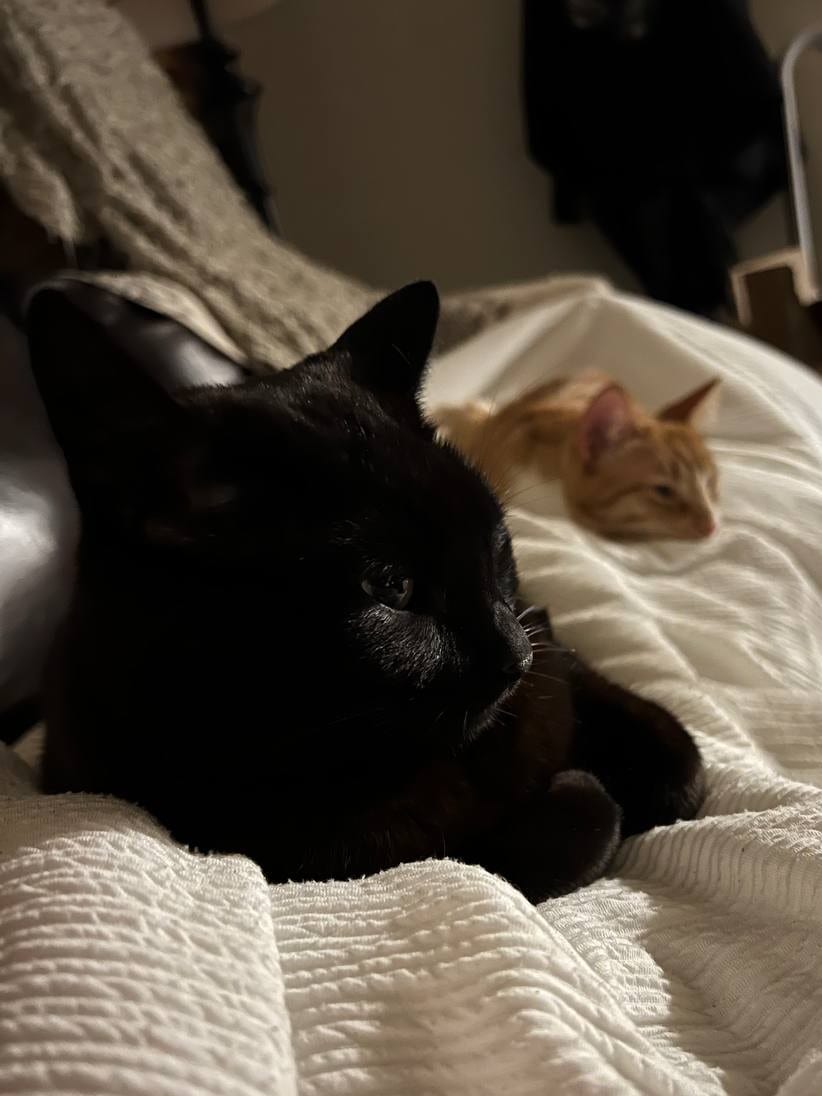 Elune in the foreground with Iggy resting behind on the bed