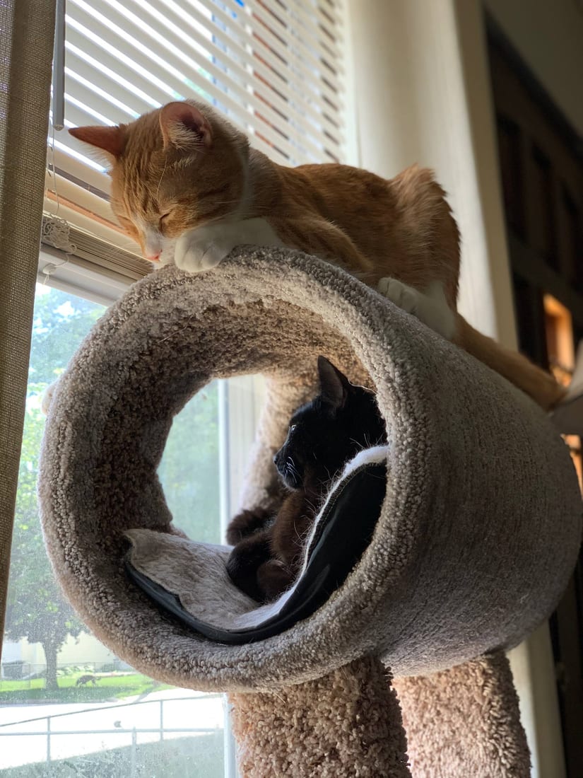 Iggy on top of the cat tree while Elune rests in the tunnel below